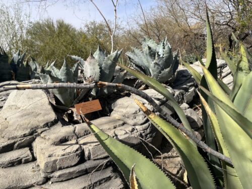 アリゾナ_サボテン_az_cactus_テディベア_駐在帯同_注意_気をつけたい_怪我