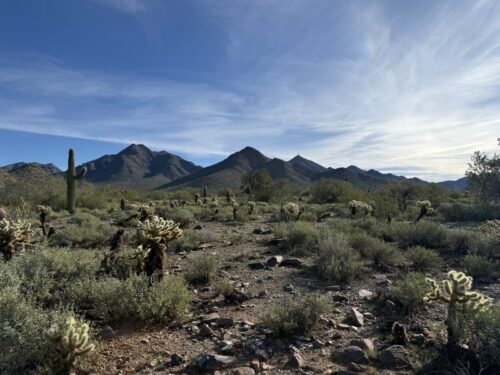 アリゾナ_サボテン_az_cactus_テディベア_駐在帯同_注意_気をつけたい_怪我
