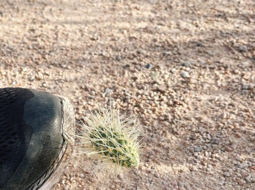 アリゾナ_サボテン_az_cactus_テディベア_駐在帯同_注意_気をつけたい_怪我