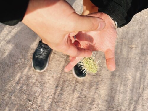 アリゾナ_サボテン_az_cactus_テディベア_駐在帯同_注意_気をつけたい_怪我