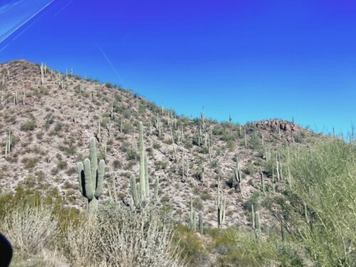 アリゾナ_サボテン_az_cactus_観光_絶景_ フェニックス_ツーソン_おすすめ_植物園_デザート・ボタニカル・ガーデンズ_サワロ_サグアロ