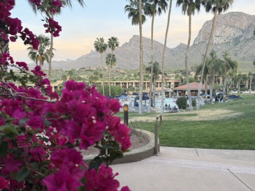 ツーソン_ホテル_ヒルトン_宿泊記_el-conquistador-tucson_プール_景色_サボテン