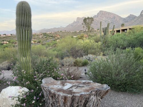 ツーソン_ホテル_ヒルトン_宿泊記_el-conquistador-tucson_景色_サボテン