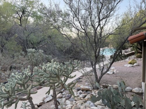 ツーソン_ホテル_ヒルトン_宿泊記_el-conquistador-tucson_プール