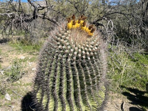 アリゾナ_サボテン_花_名前_Arizona-Barrel-Cactus
