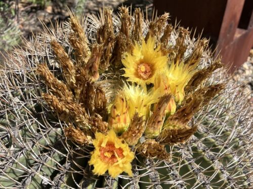 アリゾナ_サボテン_花_名前_Arizona-Barrel-Cactus