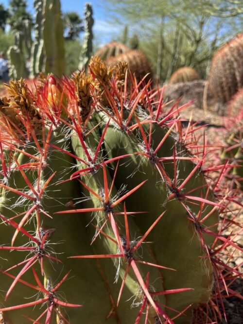 アリゾナ_サボテン_花_名前_Arizona-Barrel-Cactus