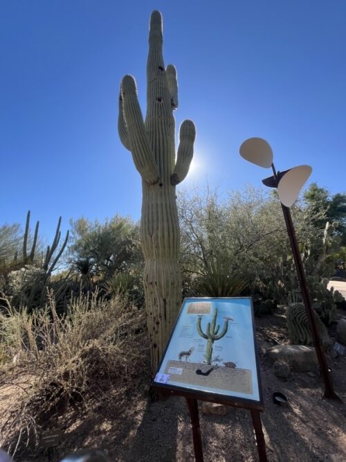 アリゾナ_サボテン_花_名前_Arizona-Saguaro-サワロサボテン_サグアロ