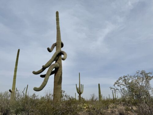 アリゾナ_サボテン_花_名前_Arizona-Saguaro-サワロサボテン_サグアロ