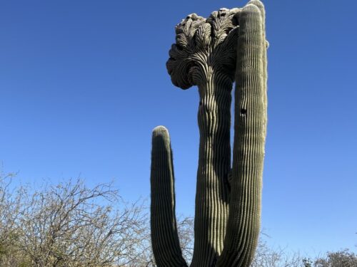 アリゾナ_サボテン_花_名前_Arizona-Saguaro-サワロサボテン_サグアロ