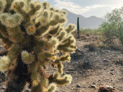 アリゾナ_サボテン_花_名前_Arizona-Teddy-bear-cholla_テディベア