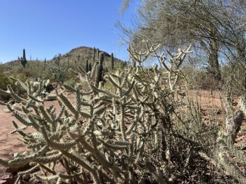 アリゾナ_サボテン_花_名前_Arizona-Tree-cholla_チョラ