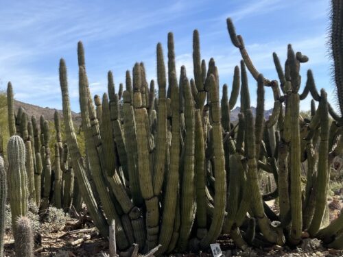 アリゾナ_サボテン_花_名前_Arizona-Organ-pipe-cactus