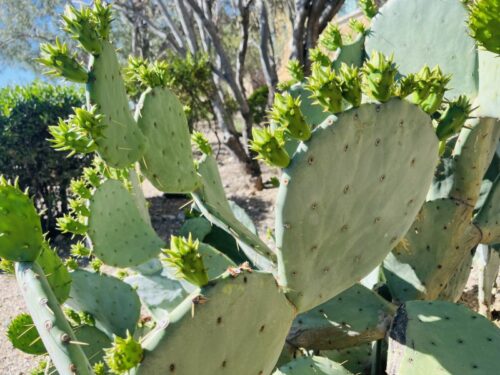 アリゾナ_サボテン_花_名前_Arizona-prickly-pear