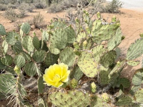 アリゾナ_サボテン_花_名前_Arizona-prickly-pear