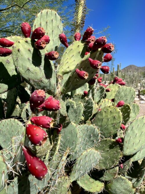 アリゾナ_サボテン_花_名前_Arizona-prickly-pear