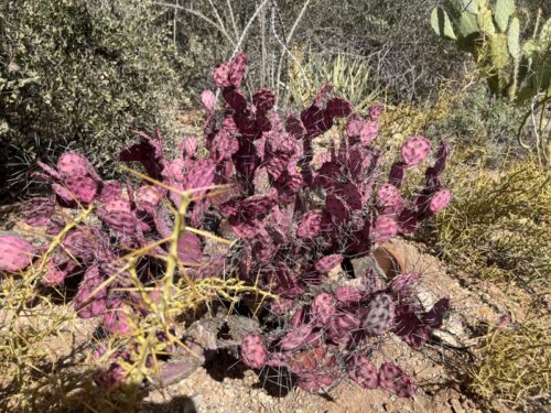 アリゾナ_サボテン_花_名前_Arizona-purple-prickly-pear
