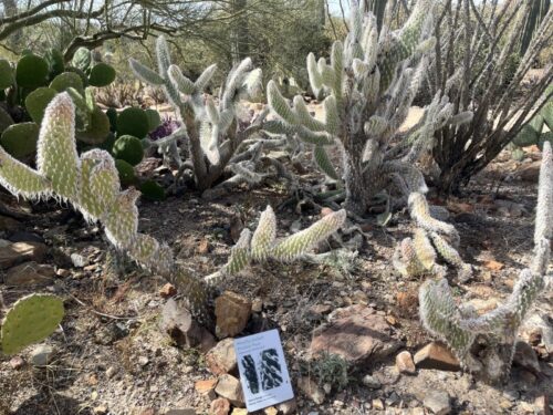 アリゾナ_サボテン_花_名前_Arizona-wooly-prickly-pear