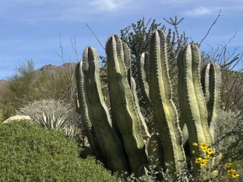 アリゾナ_サボテン_花_名前_Arizona-senita