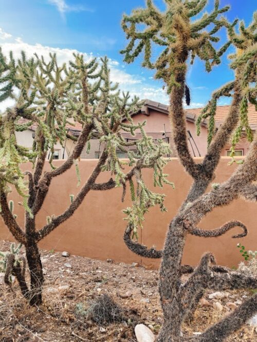 アリゾナ_サボテン_花_名前_Arizona-jumping-cholla_チョラ