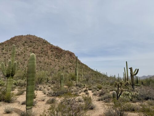 アリゾナ_サボテン_ツーソン_saguaro_cactus_花_ビジターセンター_サワロ国立公園