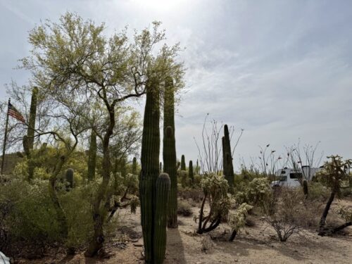 アリゾナ_サボテン_ツーソン_saguaro_cactus_花_ビジターセンター_サワロ国立公園