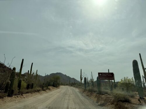 アリゾナ_サボテン_ツーソン_saguaro_cactus_花_ビジターセンター_サワロ国立公園