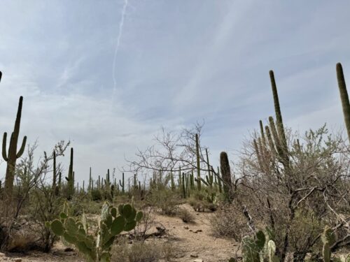 アリゾナ_サボテン_ツーソン_saguaro_cactus_花_ビジターセンター_サワロ国立公園