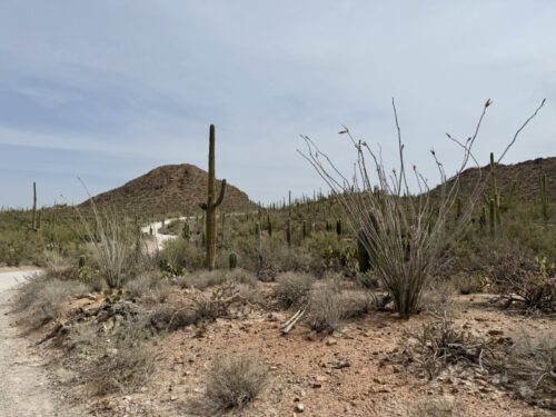 アリゾナ_サボテン_ツーソン_saguaro_cactus_花_ビジターセンター_サワロ国立公園
