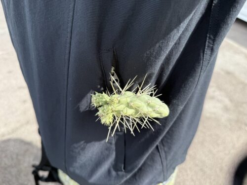 アリゾナ_サボテン_ツーソン_saguaro_cactus_花_ビジターセンター_サワロ国立公園
