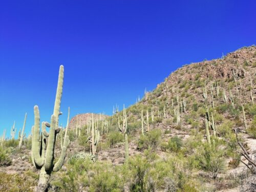 アリゾナ_サボテン_ツーソン_saguaro_cactus_花_ビジターセンター_サワロ国立公園