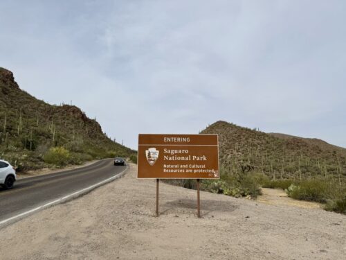 アリゾナ_サボテン_ツーソン_saguaro_cactus_花_ビジターセンター_サワロ国立公園