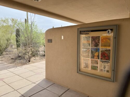 アリゾナ_サボテン_ツーソン_saguaro_cactus_花_ビジターセンター_サワロ国立公園