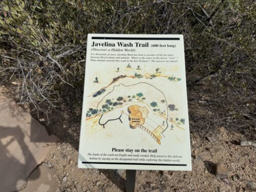 アリゾナ_サボテン_ツーソン_saguaro_cactus_花_ビジターセンター_サワロ国立公園