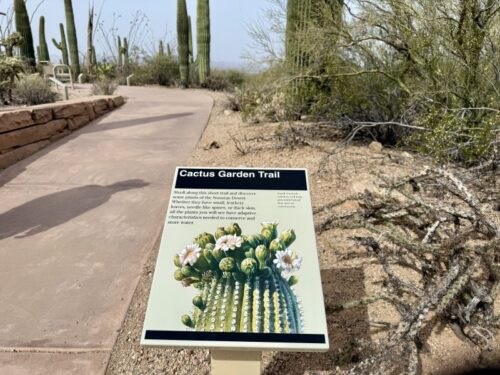 アリゾナ_サボテン_ツーソン_saguaro_cactus_花_ビジターセンター_サワロ国立公園