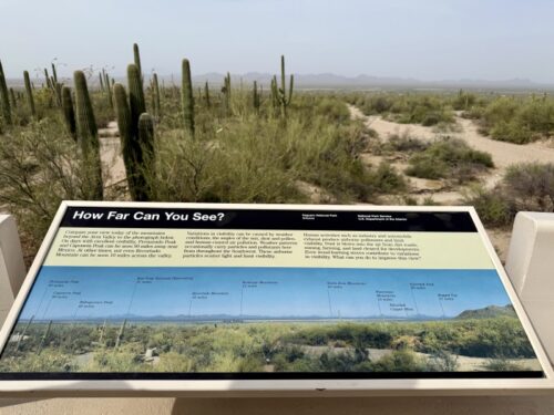アリゾナ_サボテン_ツーソン_saguaro_cactus_花_ビジターセンター_サワロ国立公園