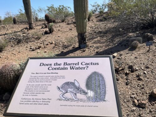 アリゾナ_サボテン_花_名前_Arizona-サワロ_デザート・ボタニカル・ガーデンズ_フェニックス_植物園