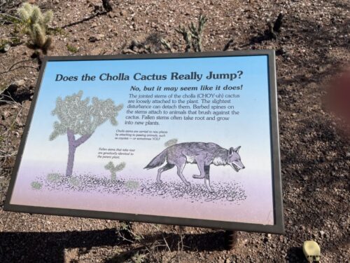 アリゾナ_サボテン_花_名前_Arizona-サワロ_デザート・ボタニカル・ガーデンズ_フェニックス_植物園