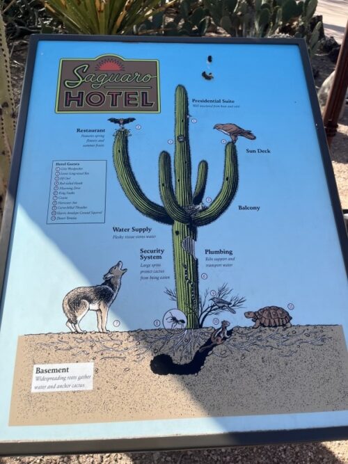 アリゾナ_サボテン_花_名前_Arizona-サワロ_デザート・ボタニカル・ガーデンズ_フェニックス_植物園