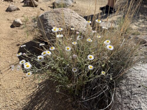 アリゾナ_プレスコット_ワトソン湖_カヌー_カヤック_ピクニック_観光_お出かけ_トレイル_散歩