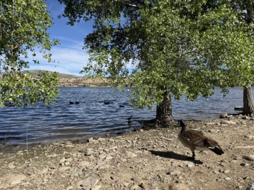 アリゾナ_プレスコット_ワトソン湖_観光_お出かけ_トレイル_散歩_景色_バードウォッチング_ピクニック