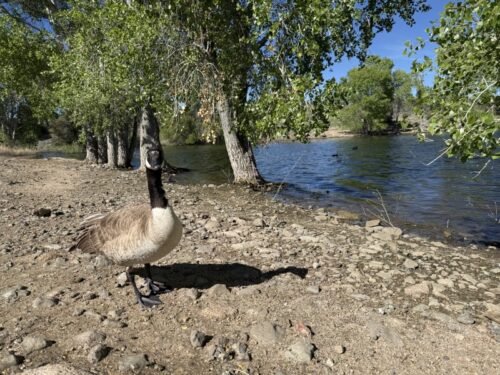 アリゾナ_プレスコット_ワトソン湖_観光_お出かけ_トレイル_散歩_景色_バードウォッチング_ピクニック_カモ