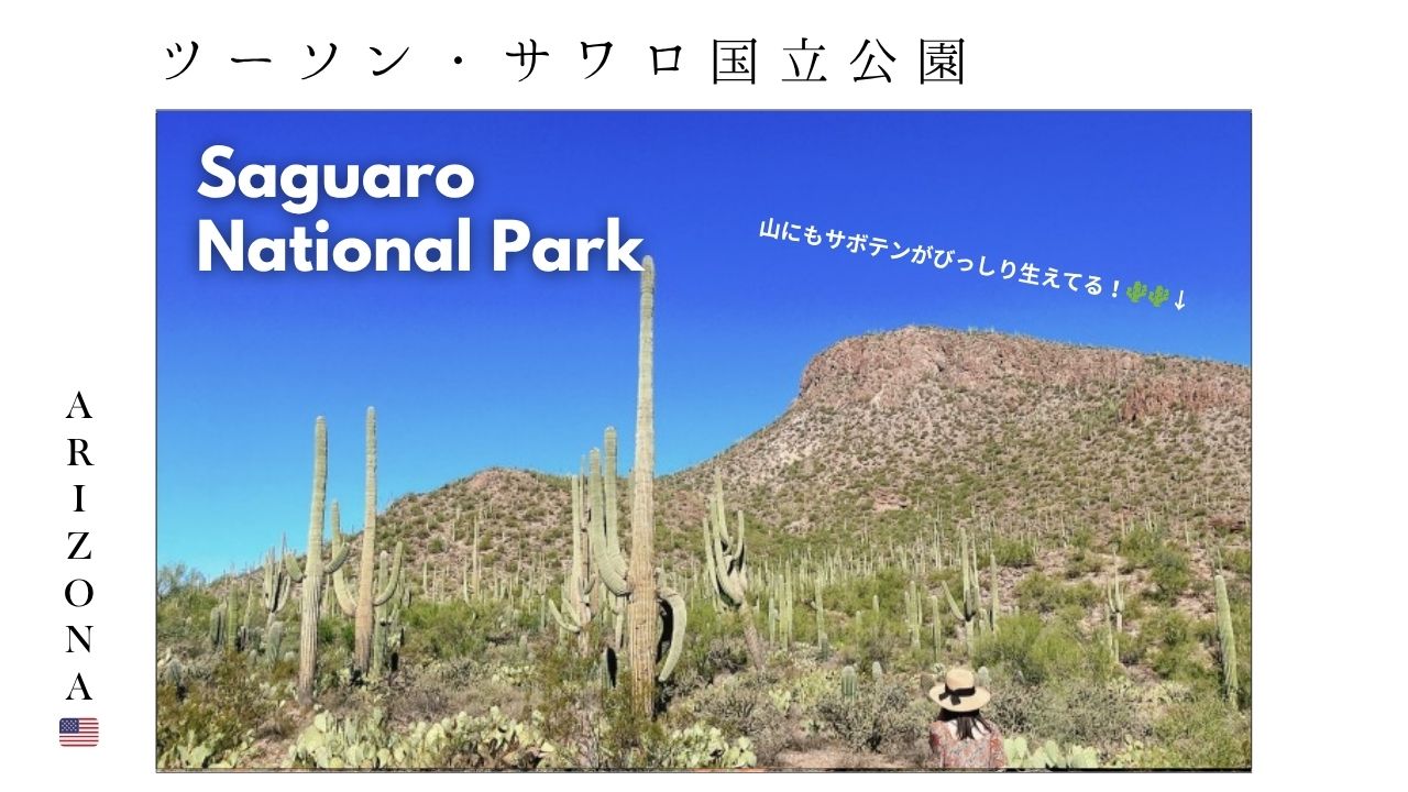 アリゾナ_サボテン_ツーソン_saguaro_cactus_花_ビジターセンター_サワロ国立公園_おすすめ_スポット_観光