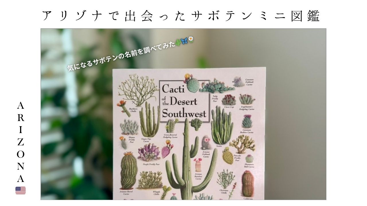 アリゾナ_サボテン_花_名前_Arizona-cactus_name_アリゾナ駐在_駐在妻_帯同生活