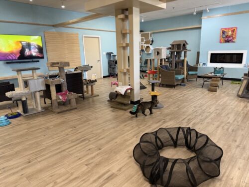 ã¢ãªãŸã_ç«ã«ãã§_ã¡ãµ_ä¿è·ç«_catcafe_mesa