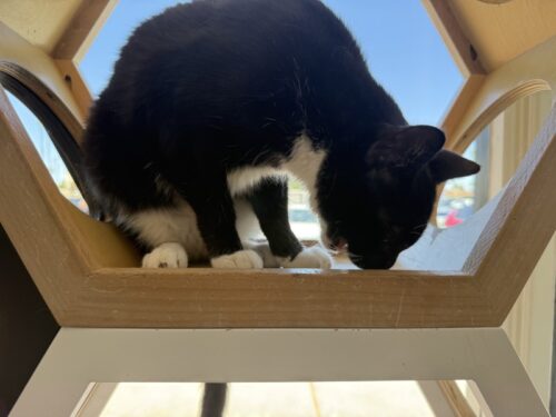 ã¢ãªãŸã_ç«ã«ãã§_ã¡ãµ_ä¿è·ç«_catcafe_mesa