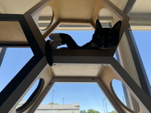 ã¢ãªãŸã_ç«ã«ãã§_ã¡ãµ_ä¿è·ç«_catcafe_mesa