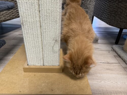 ã¢ãªãŸã_ç«ã«ãã§_ã¡ãµ_ä¿è·ç«_catcafe_mesa