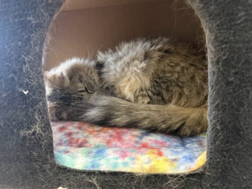 ã¢ãªãŸã_ç«ã«ãã§_ã¡ãµ_ä¿è·ç«_catcafe_mesa