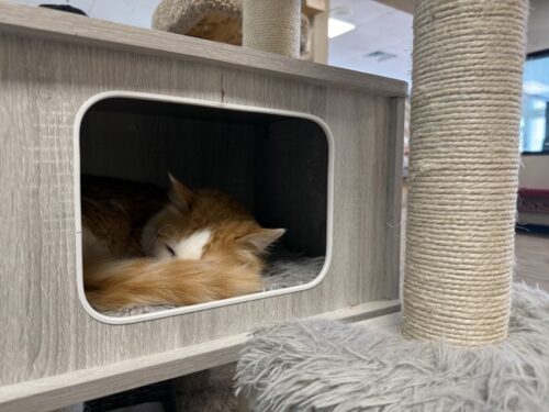 ã¢ãªãŸã_ç«ã«ãã§_ã¡ãµ_ä¿è·ç«_catcafe_mesa